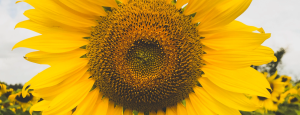 Yellow sunflower