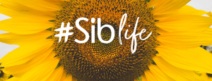 Close up of sunflower with white text that reads: #Siblife