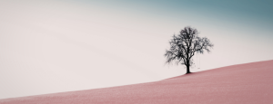 A silhouetted tree on an empty hillside, with a swing hanging from it