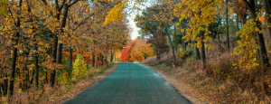 A tree lined road that stretches into the distance